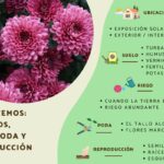 ¿Los crisantemos ofrecen control natural de plagas?