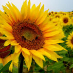 ¿Los girasoles florecen cada año o son perennes?