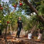 Los mejores árboles para un jardín de permacultura
