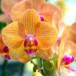 Los variados colores de las flores de orquídea