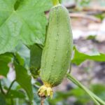 Luffa: La Planta Multifacética Esencial para Tu Jardín