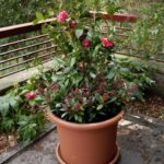 ¿Luz de sol o sombra: qué prefieren las camelias?
