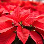 Mantén tus poinsettias saludables todo el año