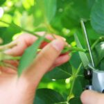 Manual para Propagar Plantas Mediante Esquejes de Tallo