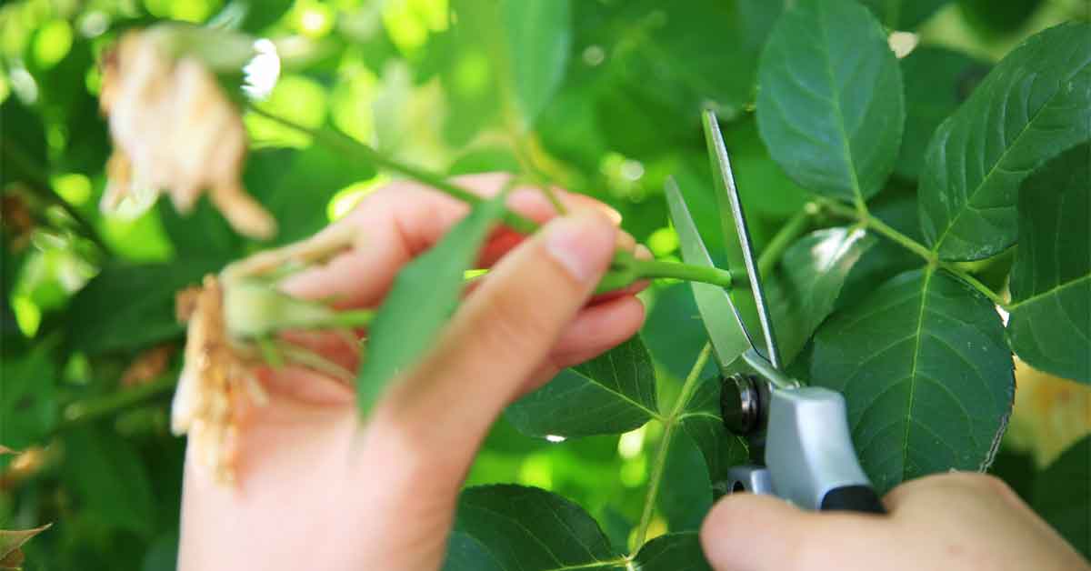 Manual para Propagar Plantas Mediante Esquejes de Tallo