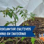 Método sencillo para sembrar en invierno
