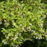 Métodos efectivos para eliminar arbustos de autumn olive