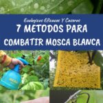 Métodos efectivos para eliminar moscas blancas en plantas de interior