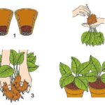 Métodos para Dividir Plantas Perennes Paso a Paso