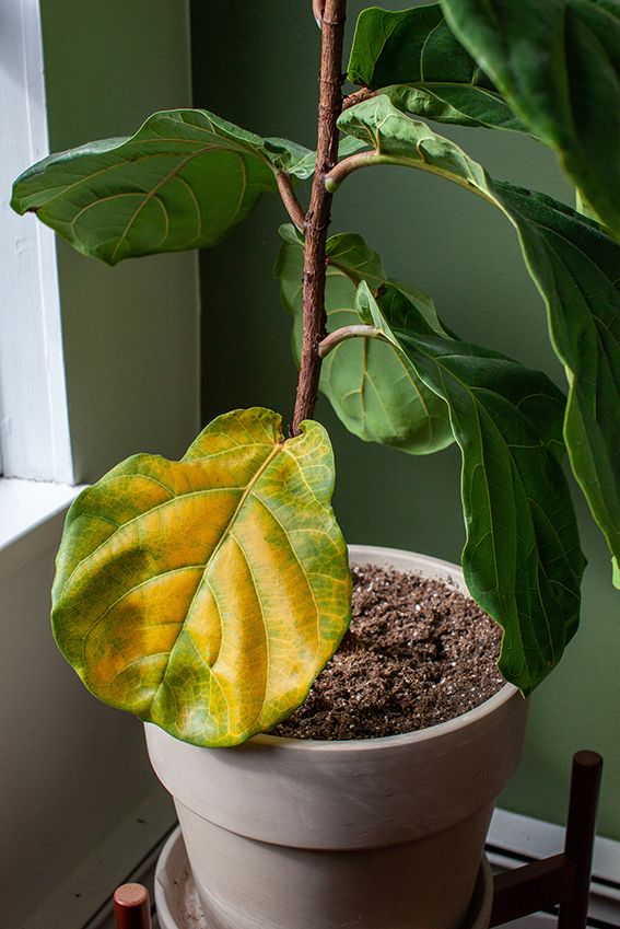 Mi Ficus Lyrata se inclina: ¿cómo solucionarlo?