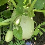 Momento Ideal para Cosechar Calabaza Espagueti Perfecta