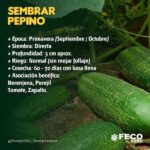 Momento ideal para sembrar semillas de pepino en tu región