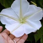 Moon Flower: Cultiva la Tropical Gloria de la Mañana Blanca