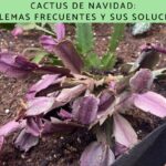 Motivos por los que tu cactus de Navidad pierde hojas