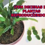 Multiplica tu cactus navideño en solo 5 sencillos pasos