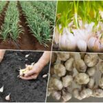 Multiplica Tus Cosechas de Ajo con Bulbillos de Forma Exponencial