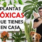 Nueve Formas de Proteger a tus Mascotas de Plantas Tóxicas