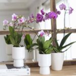 Nueve orquídeas perfectas para regalar este año
