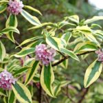 Nueve Variedades de Daphne para Realzar tu Jardín