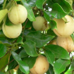 Nutmeg Tree: Cultiva Dos Aromáticas Tropicales
