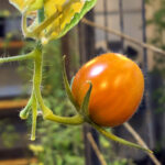 Ocho Razones de por qué los Tomates Quedan Harinosos y Pastosos