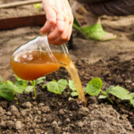 Once tareas imprescindibles de jardinería para agosto
