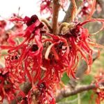 Once variedades de hamamelis para embellecer tu jardín