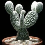 Opuntia Microdasys: El Conejito de los Cactus