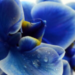 Orquídeas Azules: ¿Mitología o Realidad Natural?