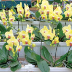 Orquídeas Hidropónicas: Innovación en el Cultivo Moderno