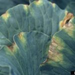 Plagas Comunes que Afectan el Repollo: Guía para Identificarlas