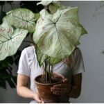 Plant Shaking: ¿En Qué Consiste y Funciona Realmente?