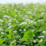 Planta de Alforfón: Cultivo Beneficioso y Nutritivo Grano