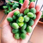 Planta de Cucamelón: Melones Poderosos del Ratón