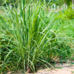 Planta de Lemongrass: Sabor Vibrante y Encanto Estético