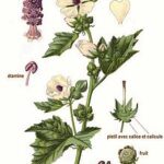 Planta de Malvavisco: El Origen Ancestral del Dulce
