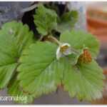 Plantación de Fresas a Raíz Desnuda: Guía de Tiempo y Método