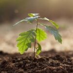 ¿Plantar en compañía: Moda pasajera o beneficios reales?