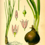 Plantas Afines al Ajo: Los Mejores Vecinos de Allium