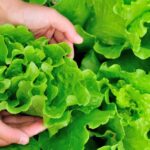 Plantas aliadas para un crecimiento óptimo de lechugas
