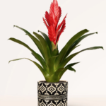Plantas de Interior Coloridas para Alegres Días de Invierno