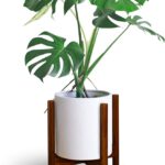 Plantas icónicas para el hogar de estilo moderno vintage
