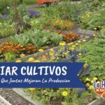 Plantas que Aumentan la Productividad: 20 Especies para Cultivar