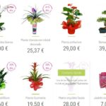 Plantas que no debes regalar este año y sus razones