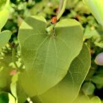 Plantas Silvestres con Hojas de Corazón: ¿Cuáles Son?