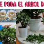 Poda de plantas de jade: 4 pasos sencillos