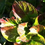 ¿Por qué mi hortensia tiene agujeros en las hojas?