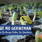 ¿Por qué no germinan tus semillas? 12 soluciones efectivas