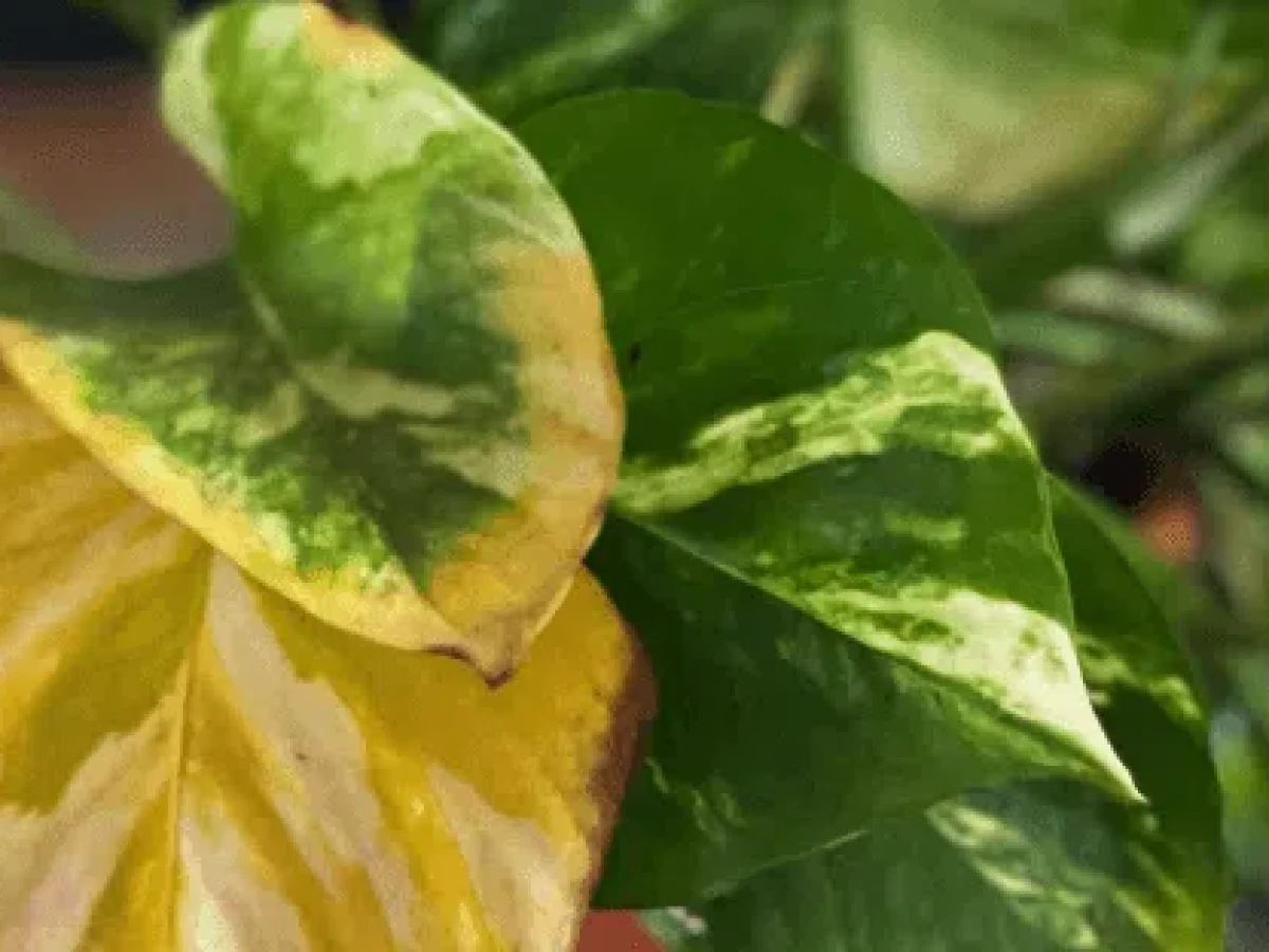 ¿Por qué se amarillean las hojas del Pothos y soluciónalo?