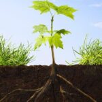 ¿Por qué sobresalen las raíces de mi planta del suelo?